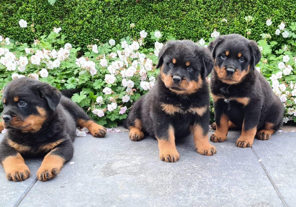 Rottweiler puppy