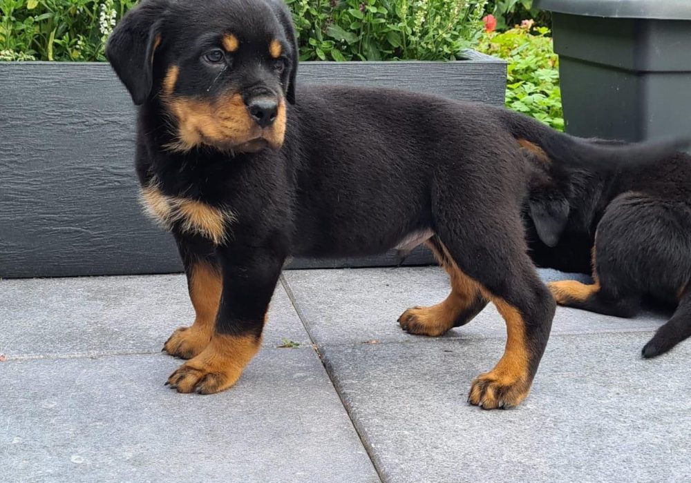 Rottweiler puppy