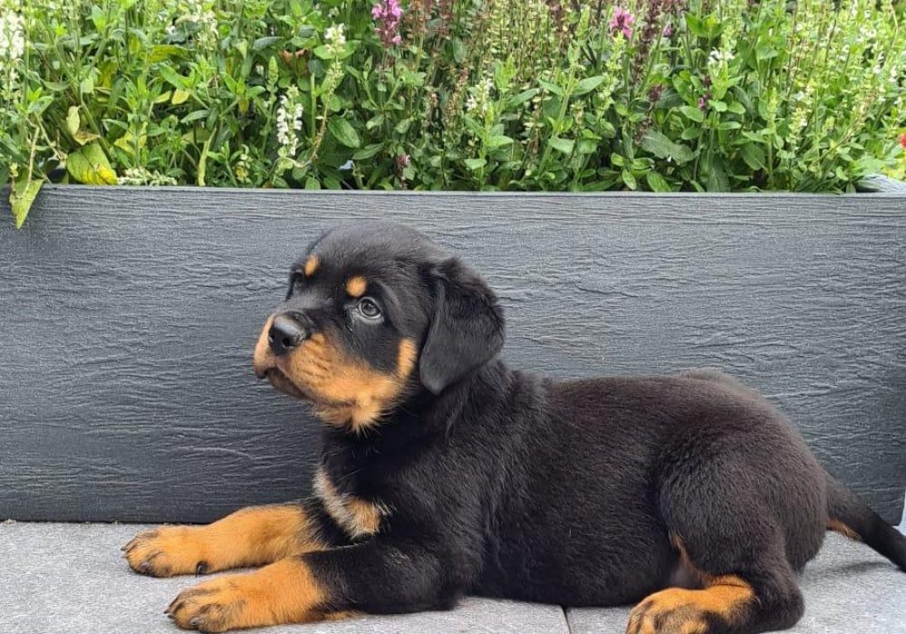 Een Rottweiler kopen bij Jan Adams​