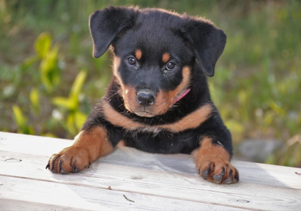 Jouw Rottweiler fokker: Jan Adams