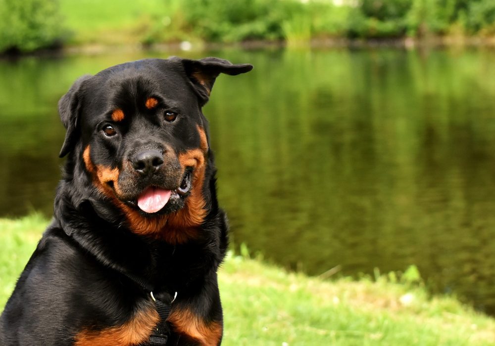 Karaktereigenschappen van een Rottweiler