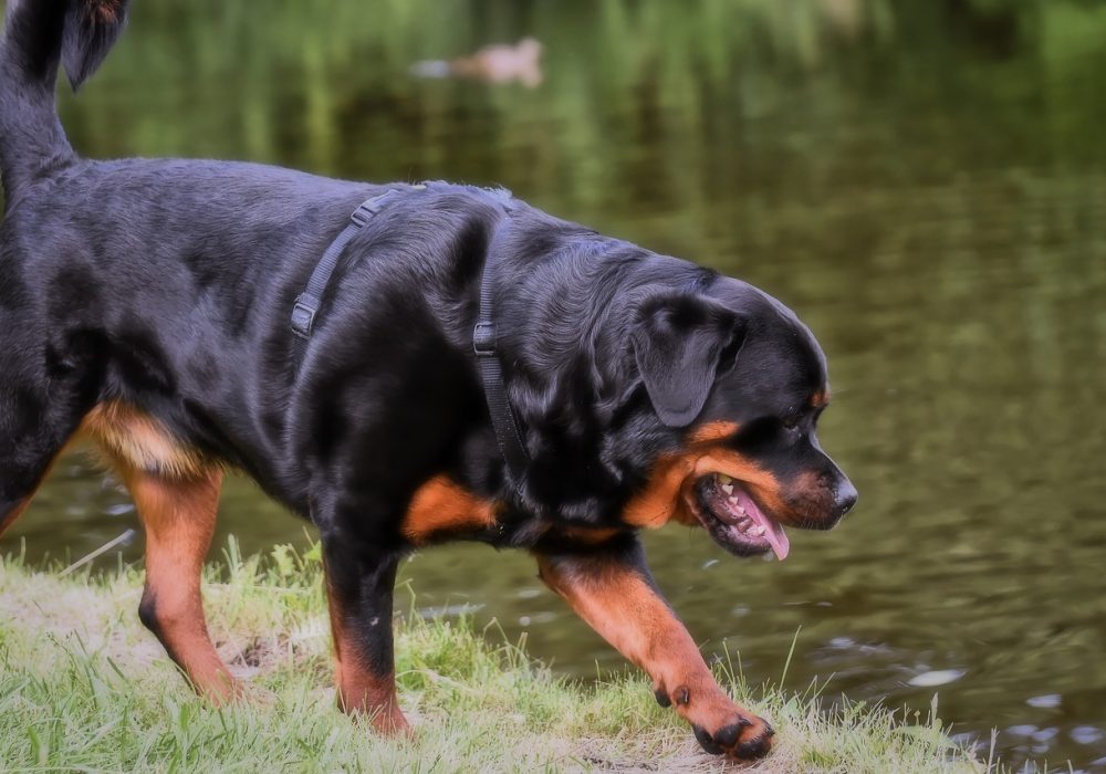 Rottweiler kopen