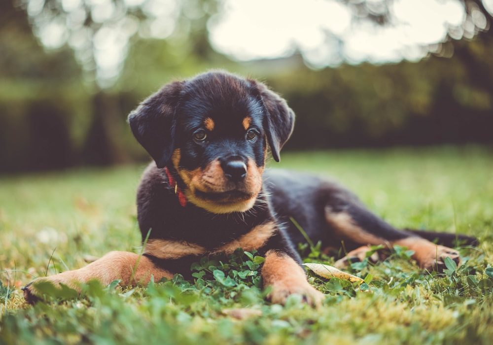 Uiterlijke kenmerken Rottweiler